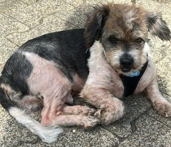 Lieber kleiner ROKY, Zuhause gesucht