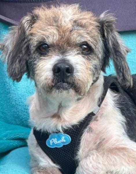 Lieber kleiner ROKY, Zuhause gesucht