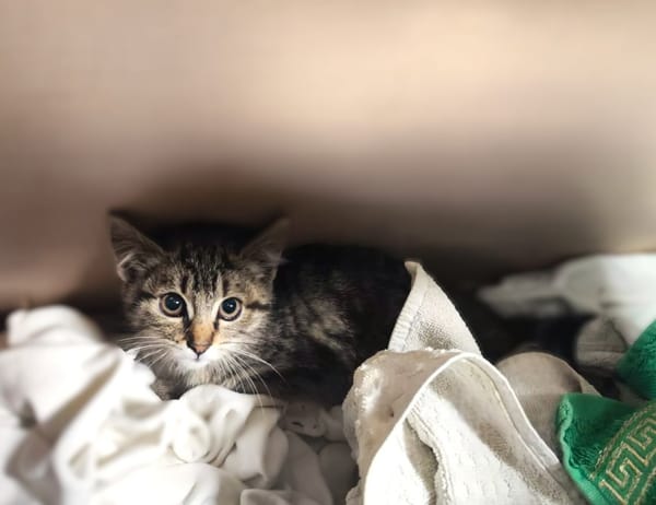 Nala