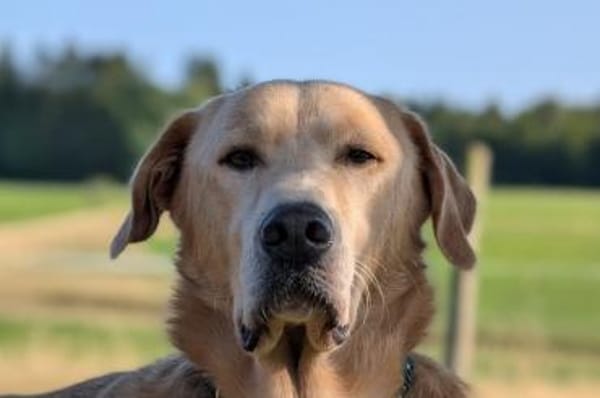 Pablo - wartet in 40667 Meerbusch