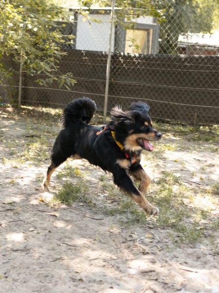 Pongo