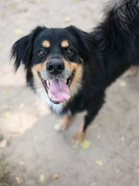 Pongo