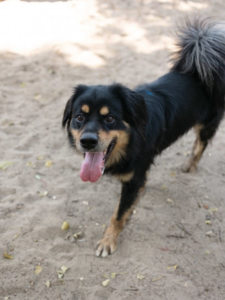 Pongo