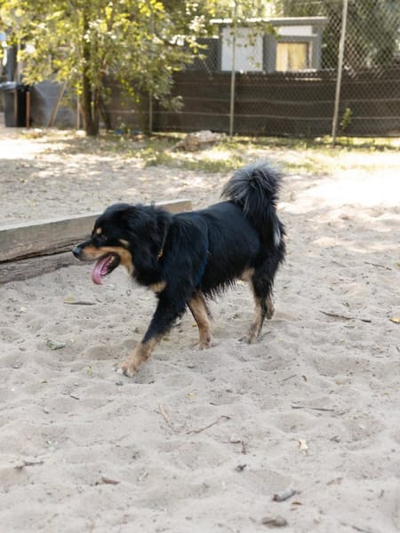 Pongo