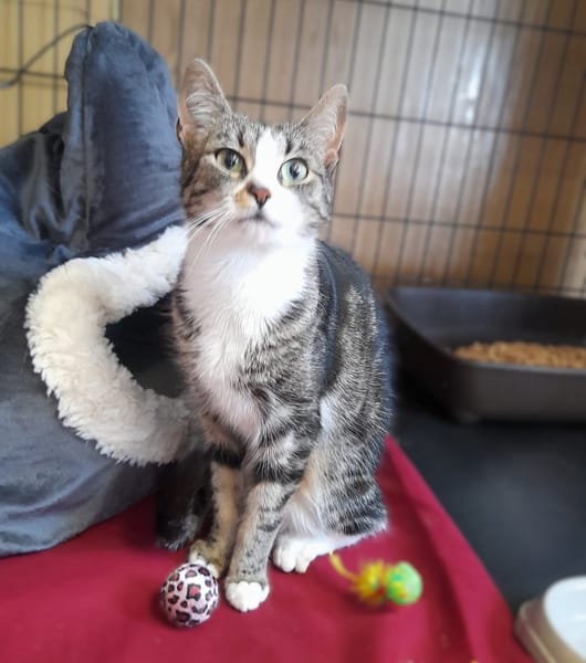 Tula