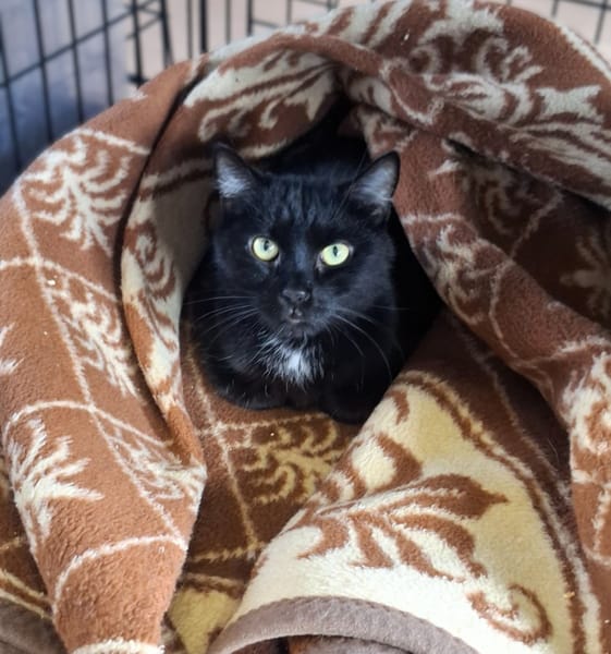 Vito