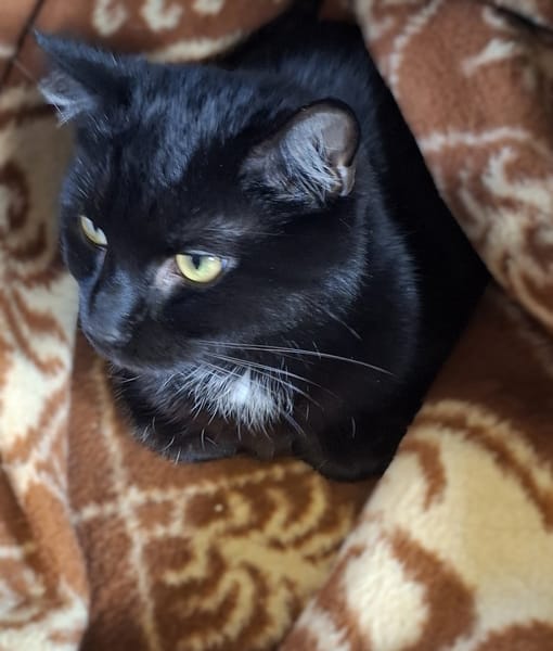 Vito