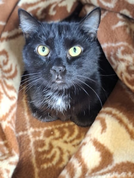 Vito