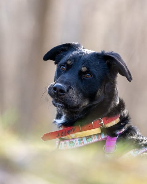 Roki