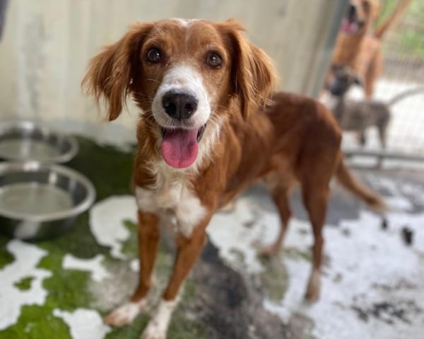 DALILA