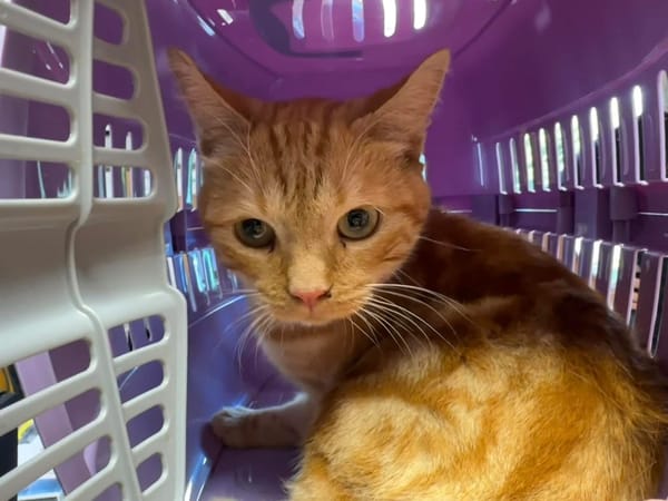 GARFIELD