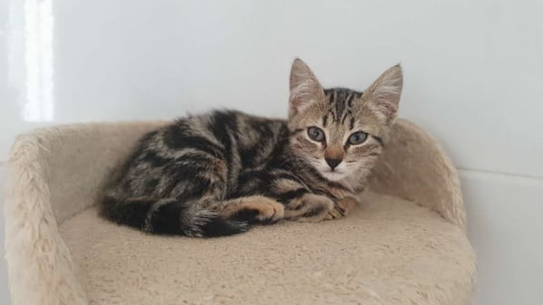 LILA