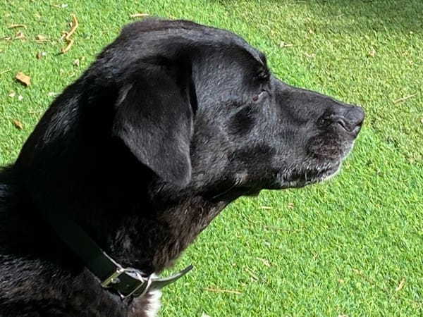 JACK