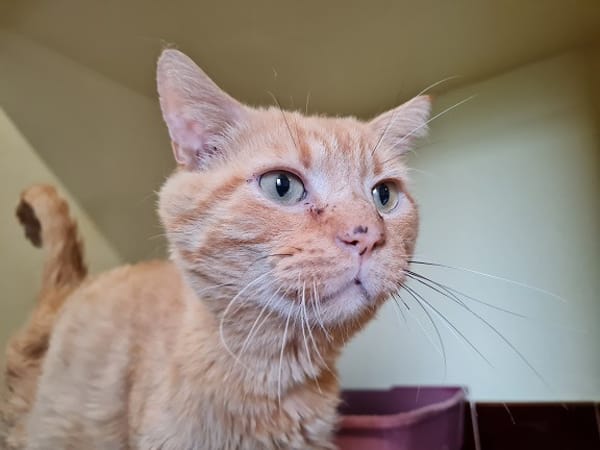 OLIVER