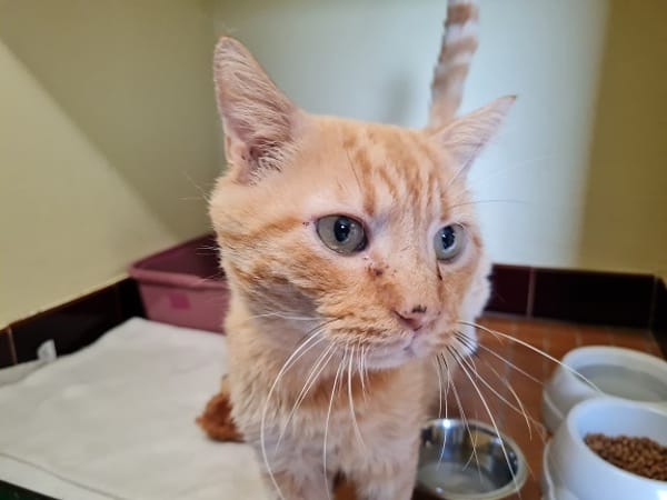 OLIVER