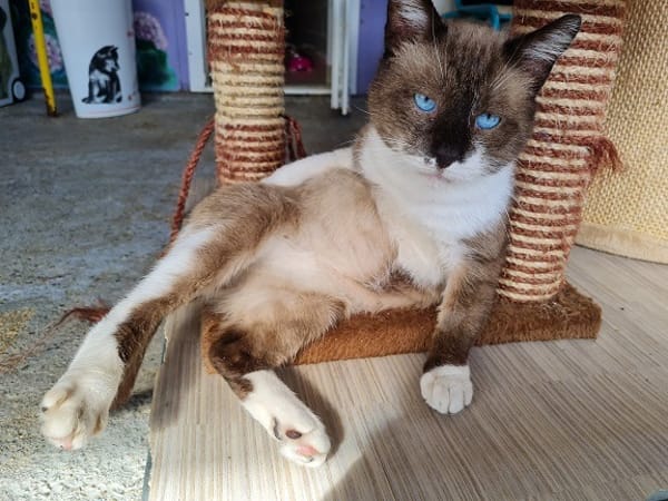 PHILEAS