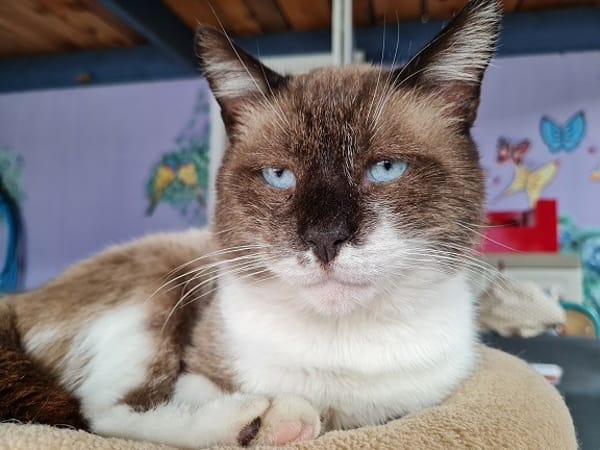 PHILEAS