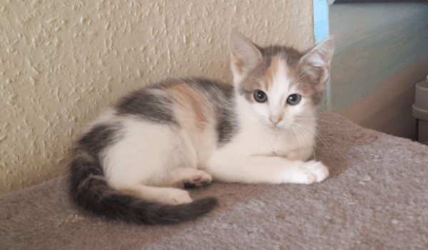 ATHENA