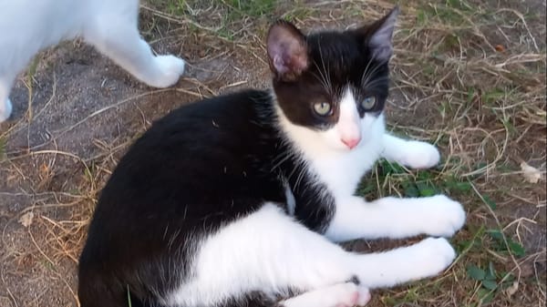 PABLO