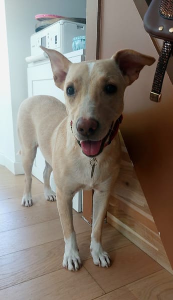 Gribouille, femelle croisée berger, née le 25/10/2024 🐶 ✨