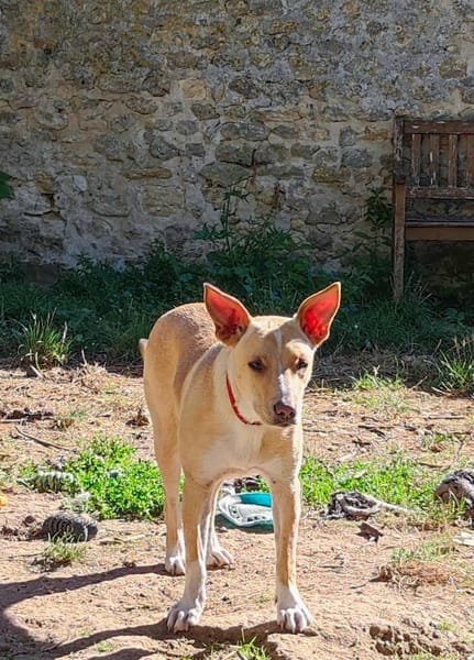 Gribouille, femelle croisée berger, née le 25/10/2024 🐶 ✨