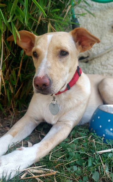 Gribouille, femelle croisée berger, née le 25/10/2024 🐶 ✨