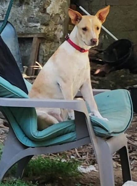 Gribouille, femelle croisée berger, née le 25/10/2024 🐶 ✨
