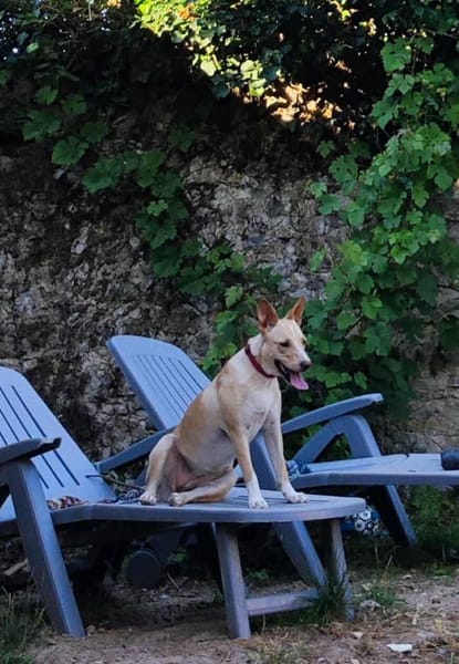 Gribouille, femelle croisée berger, née le 25/10/2024 🐶 ✨