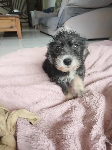ATOS, jolie boule de poils