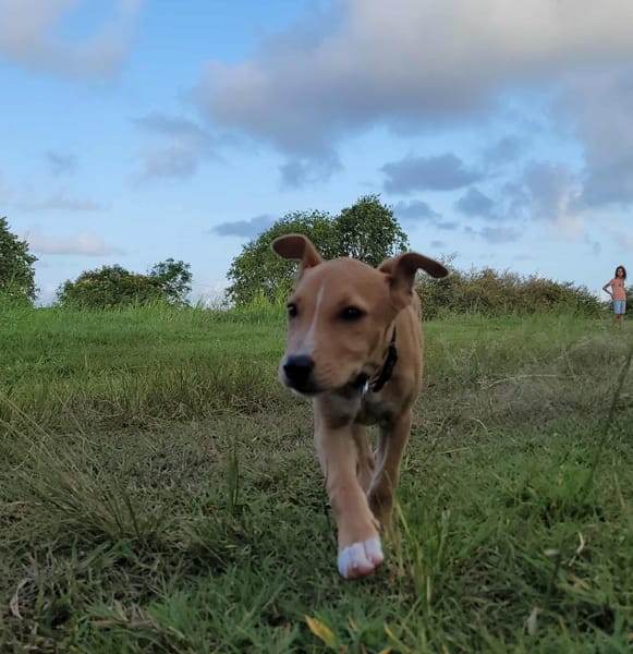 APPLE, un chiot à croquer