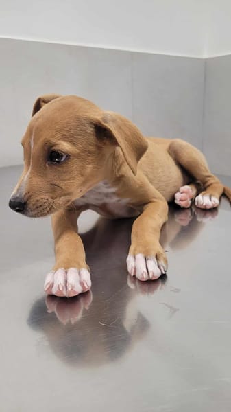 APPLE, un chiot à croquer