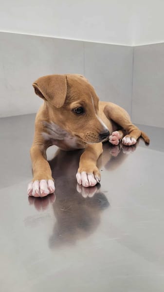 APPLE, un chiot à croquer