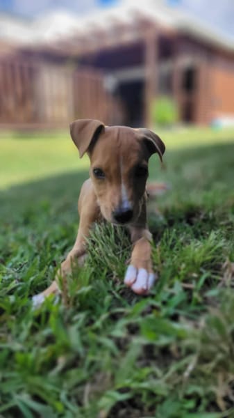 APPLE, un chiot à croquer