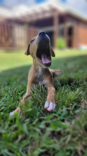APPLE, un chiot à croquer