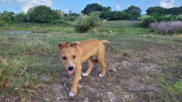 APPLE, un chiot à croquer