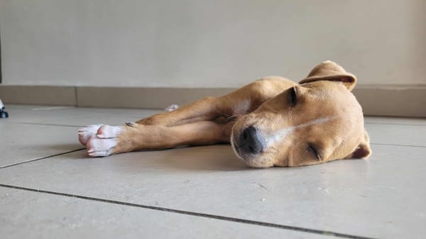 APPLE, un chiot à croquer