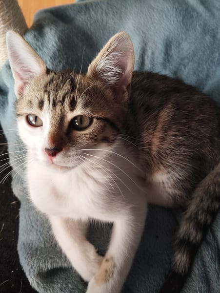 Ginette