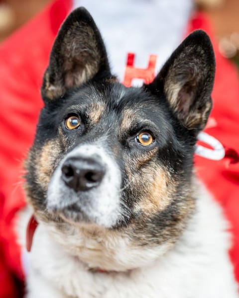 Piórko