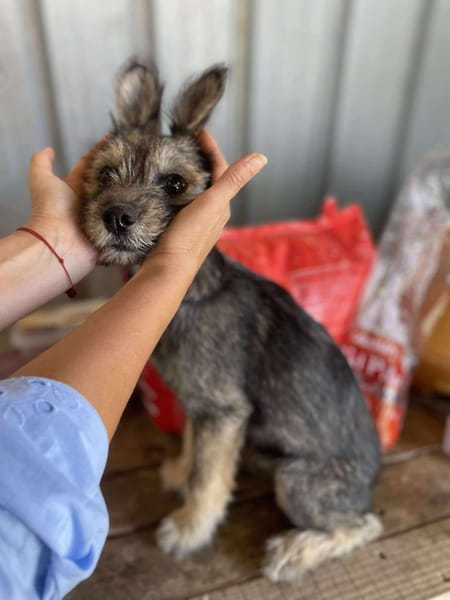Max, kleiner Charmeur sucht Körbchen