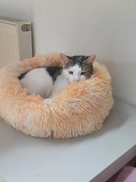 Fluffy sucht weiches Körbchen, gerne zus