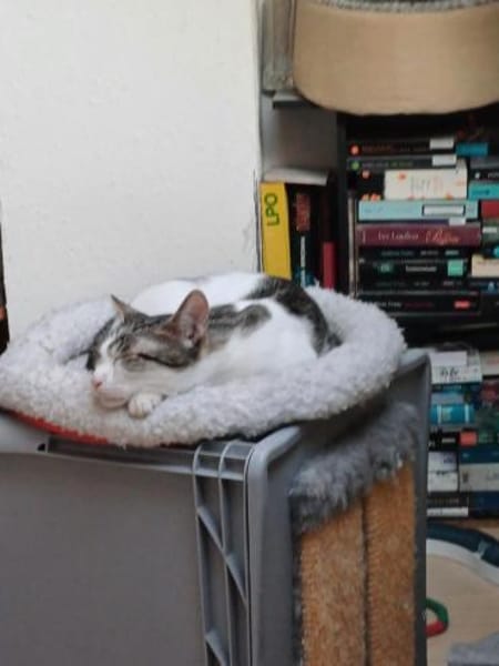 Fluffy sucht weiches Körbchen, gerne zus