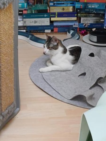 Fluffy sucht weiches Körbchen, gerne zus