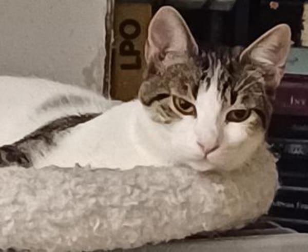 Fluffy sucht weiches Körbchen, gerne zus
