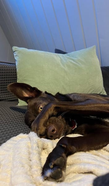 Die liebe Hazel sucht ein neues Zuhause