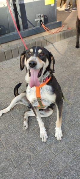 Kyro - wartet in der Eifel PLZ 54673