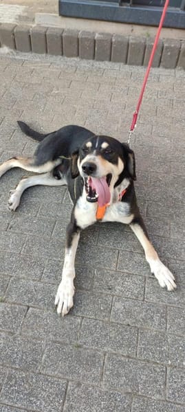Kyro - wartet in der Eifel PLZ 54673