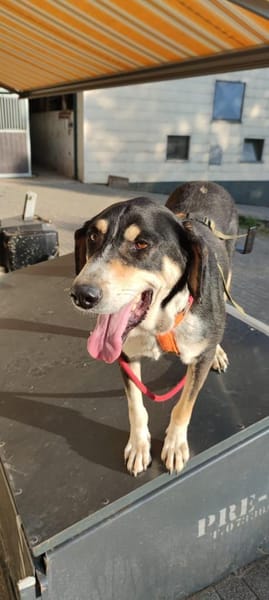 Kyro - wartet in der Eifel PLZ 54673