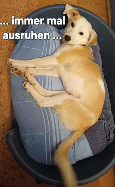 Aida sucht fröhliches Zuhause