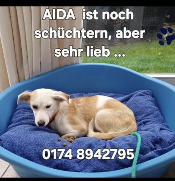 Aida sucht fröhliches Zuhause