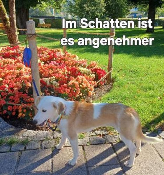 Aida sucht fröhliches Zuhause